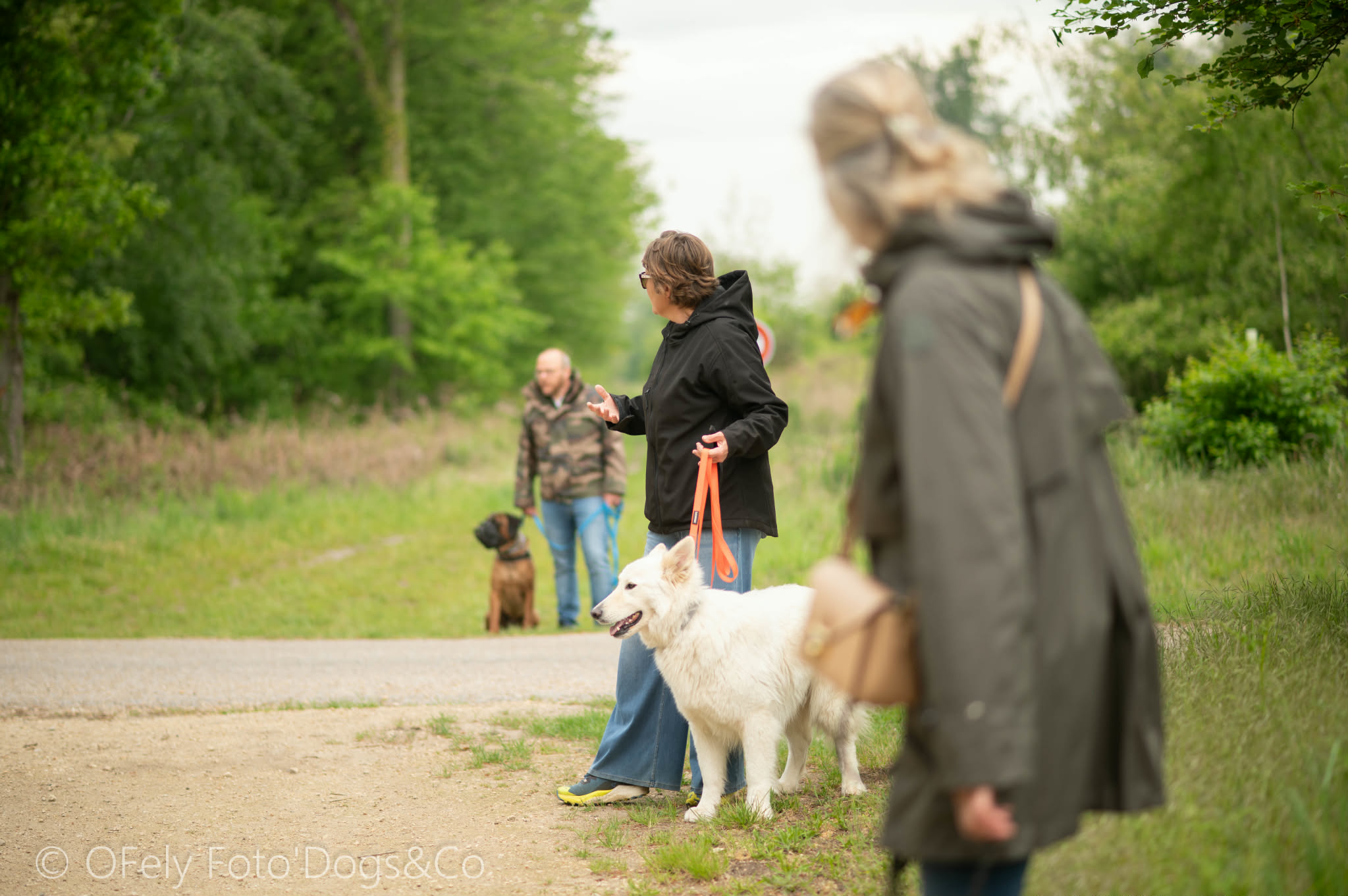 Cours d'éducation canine
